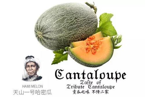 娱乐吃瓜风格是什么意思啊,揭秘“吃瓜群众”的娱乐吃瓜风格 第2张 娱乐吃瓜风格是什么意思啊,揭秘“吃瓜群众”的娱乐吃瓜风格 第2张