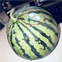 网红正常吃的瓜是什么,那些他们正常吃的“瓜”  第2张
