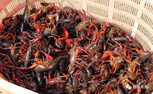 爆料蚌埠龙虾的做法视频,视频教你轻松掌握美味秘诀  第2张