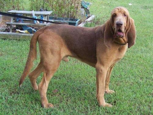 寻血猎犬爆料了吗视频播放,视频播放背后的惊人真相