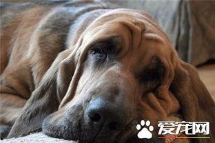 寻血猎犬爆料了吗视频播放,视频播放背后的惊人真相  第2张