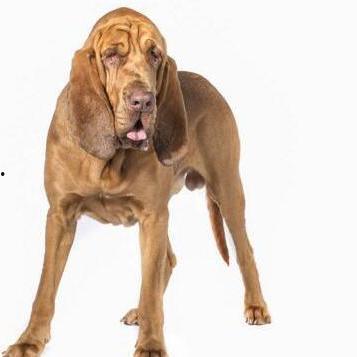 寻血猎犬爆料了吗视频播放,视频播放背后的惊人真相  第3张