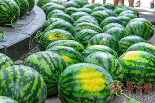 吉林大学网红吃瓜,揭秘校园美食背后的故事  第2张