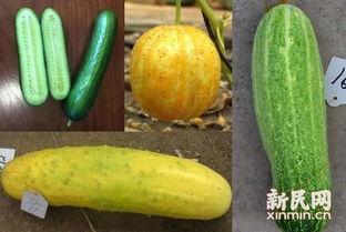 吉林大学网红吃瓜,揭秘校园美食背后的故事  第3张