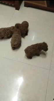 天涯爆料泰迪视频在线看,泰迪视频在线观看，揭秘宠物界的趣味瞬间