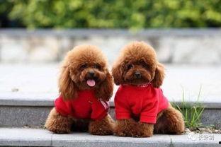 天涯爆料泰迪视频在线看,泰迪视频在线观看，揭秘宠物界的趣味瞬间  第2张