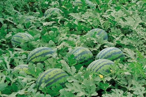 武都网红 吃瓜群微信号,吃瓜群微信号带你探秘网红生活！”  第2张