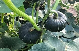 吃瓜香的网红有哪些人,揭秘网红们的多彩人生