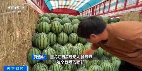 吃瓜香的网红有哪些人,揭秘网红们的多彩人生 第2张 吃瓜香的网红有哪些人,揭秘网红们的多彩人生 第2张