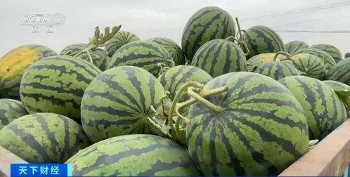 吃瓜香的网红有哪些人,揭秘网红们的多彩人生 第3张 吃瓜香的网红有哪些人,揭秘网红们的多彩人生 第3张