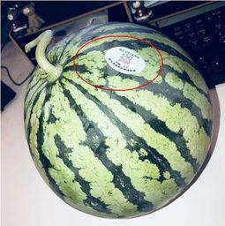 吃瓜网红高清,高清镜头下的真实生活